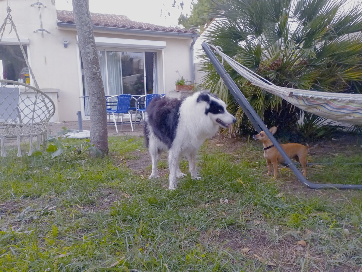 chiens en vacances à marennes oléron