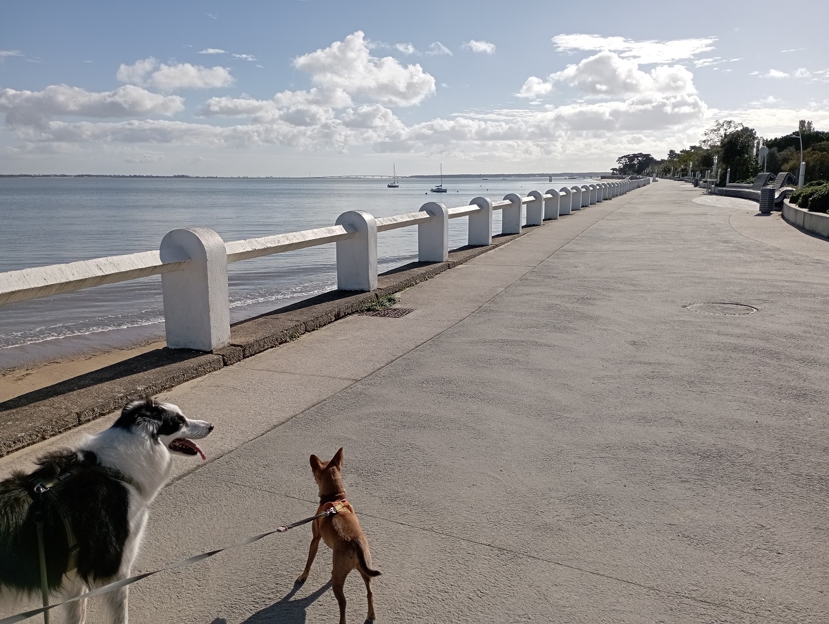 découvrir oléron avec un chien