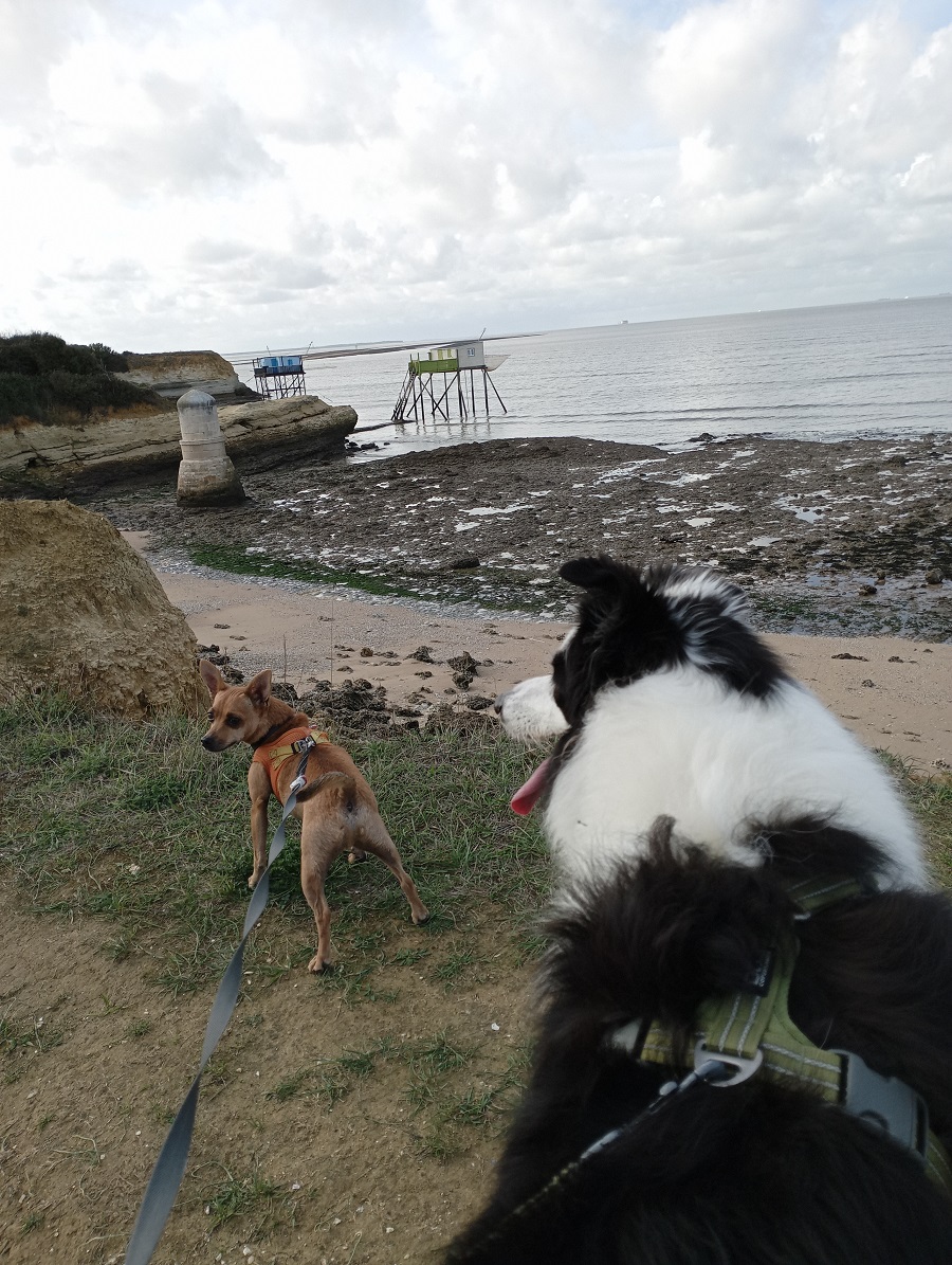 île madame avec chien