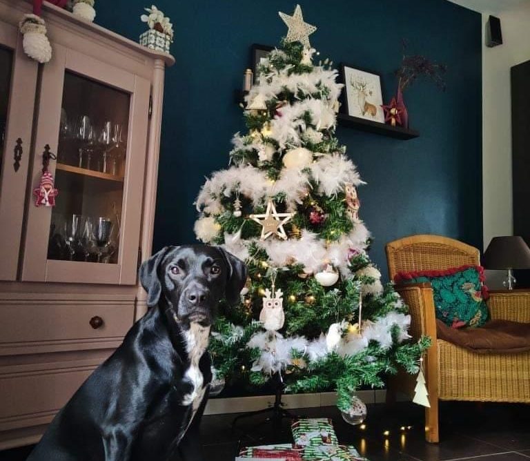 les fêtes de fin d'année avec votre chien