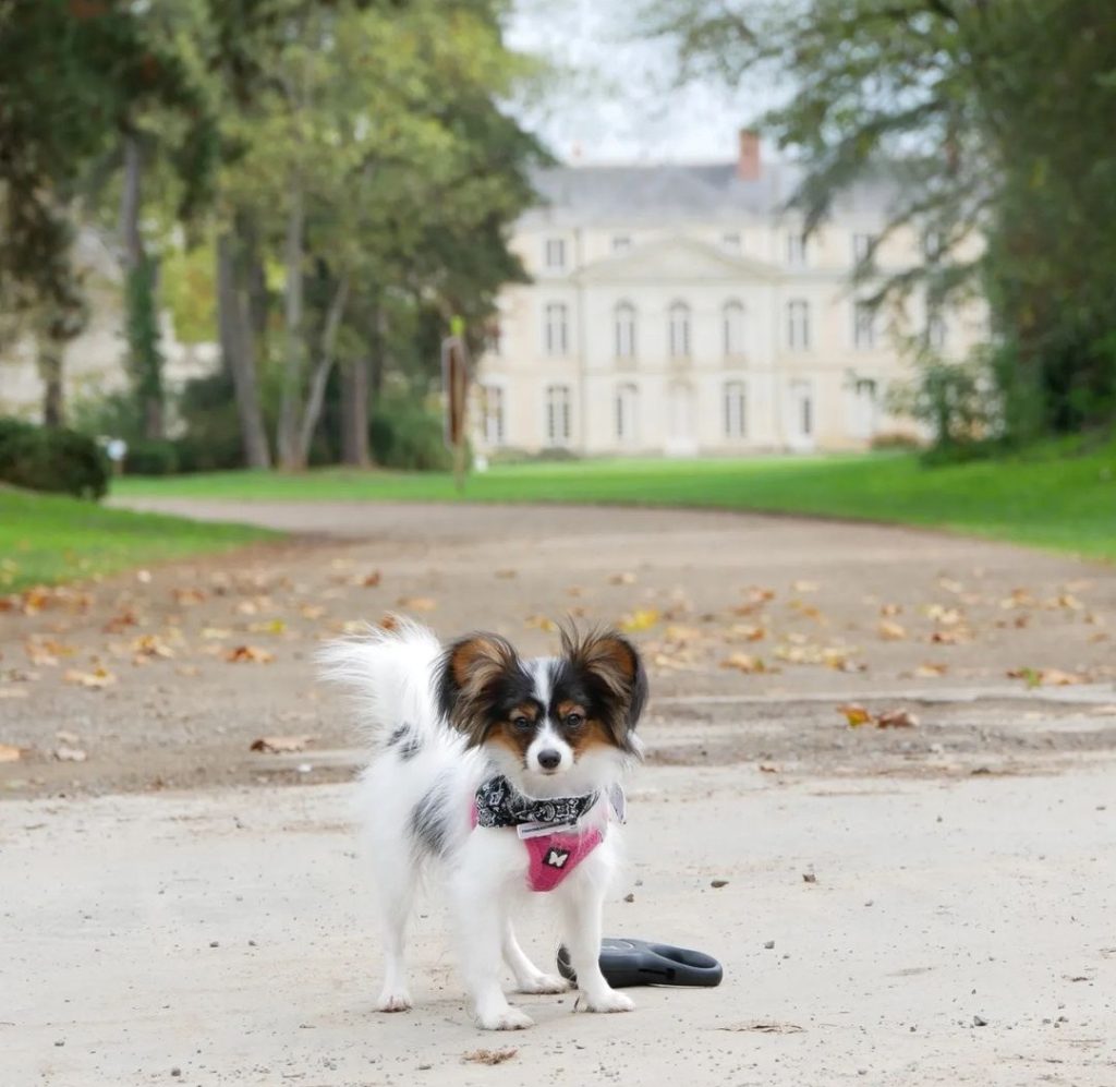 parc de l’Isle-Briand chien autorisé