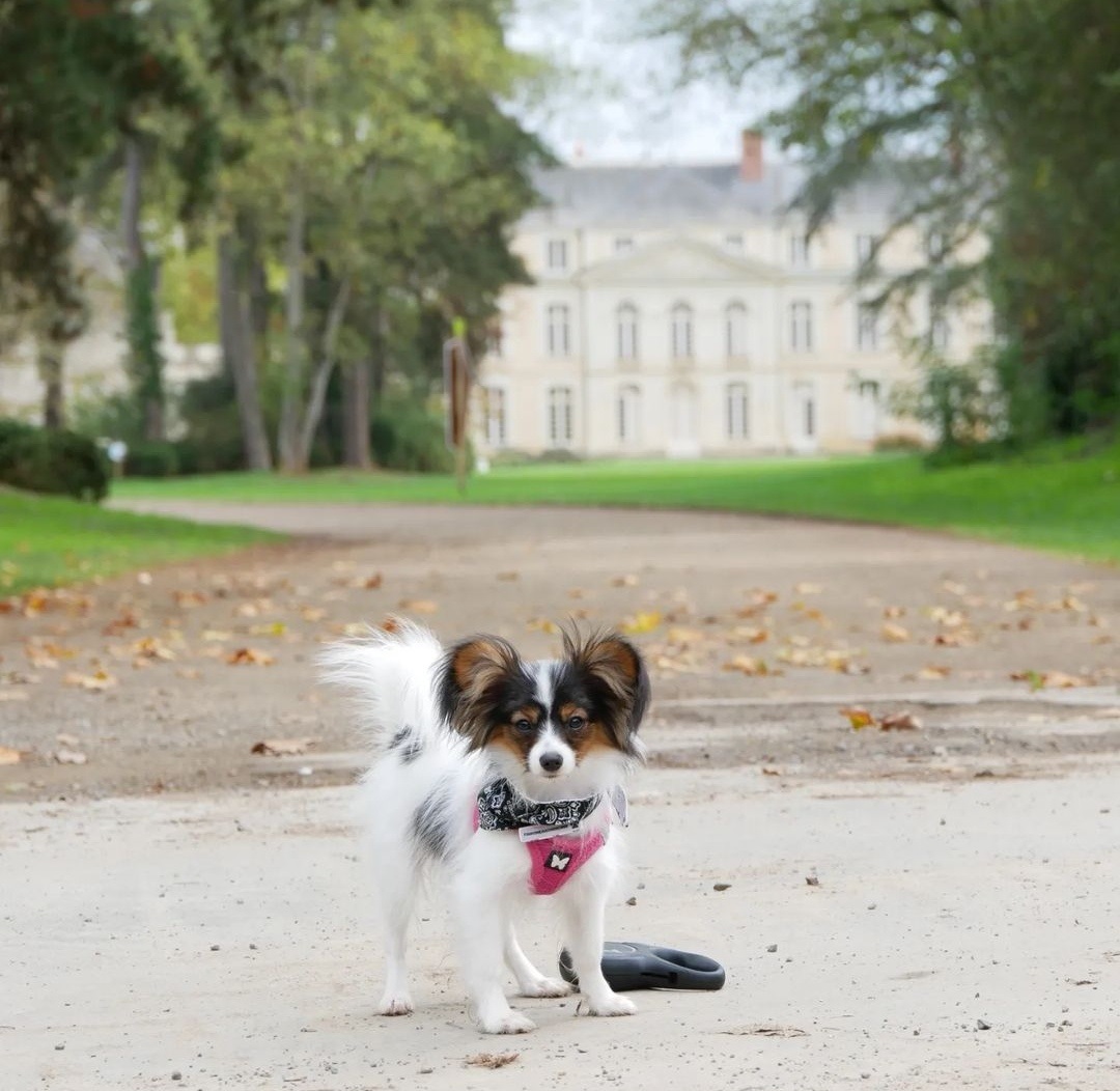 Parc de l'Isle-Briand 