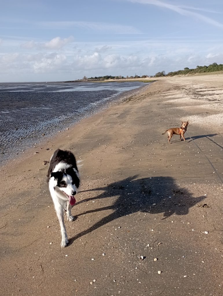 Marennes Oléron avec un chien