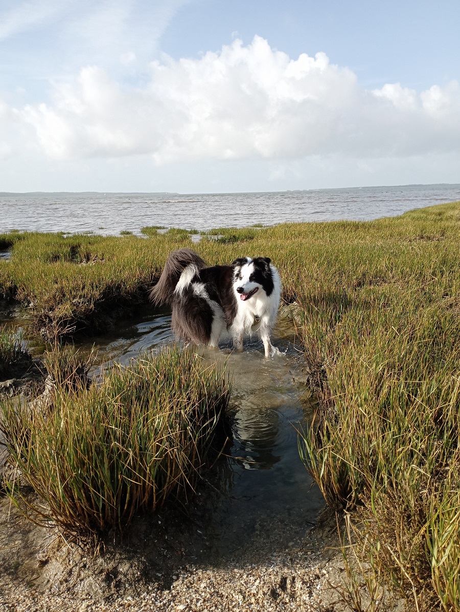 plages marennes oléron chien