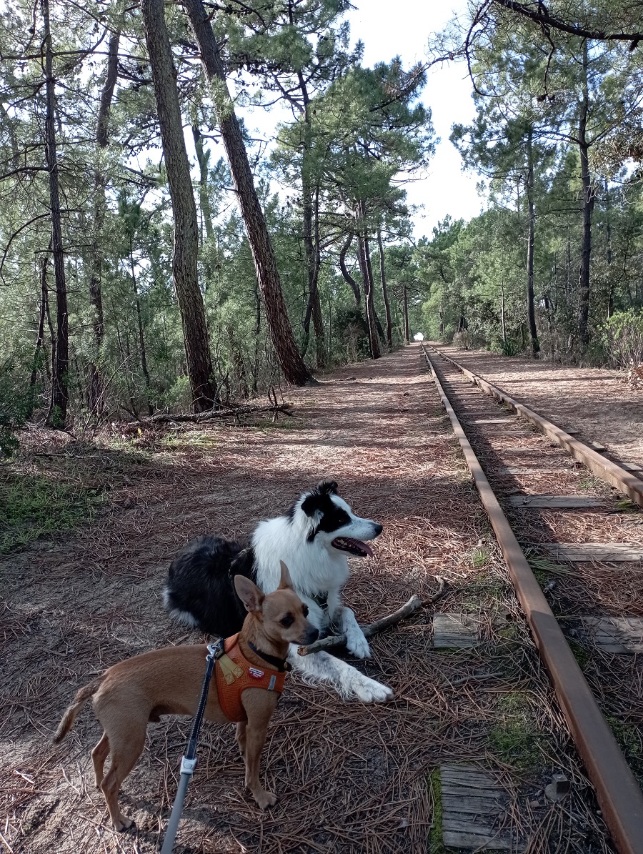 que faire à oléron avec un chien