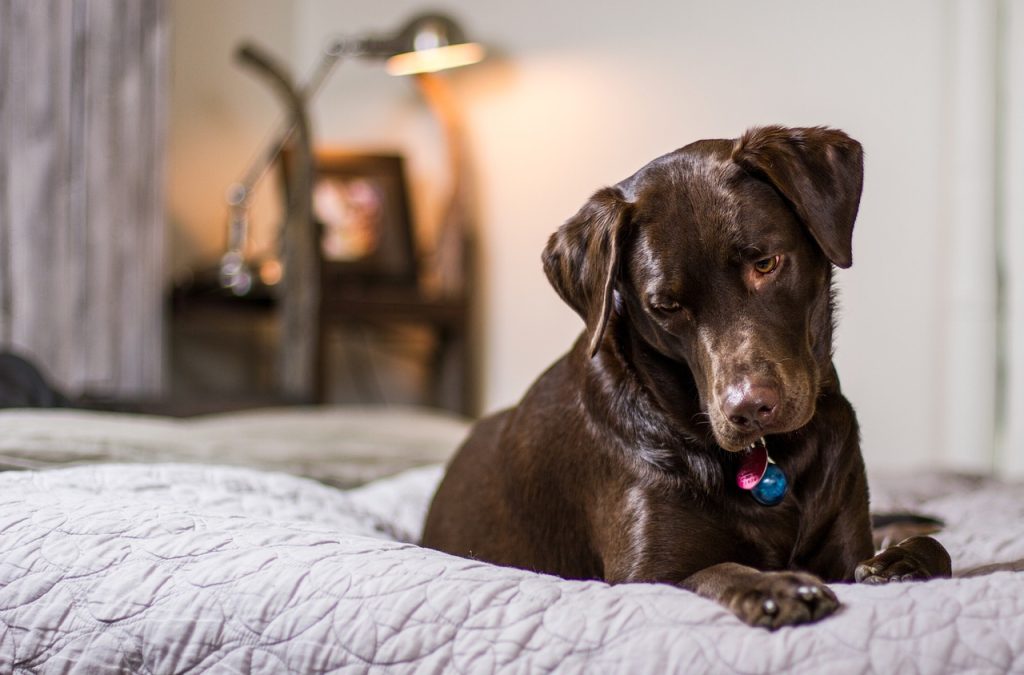 Quel hôtel restaurant choisir avec son chien ?