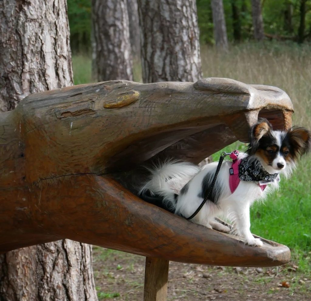 tourisme avec mon chien anjou
