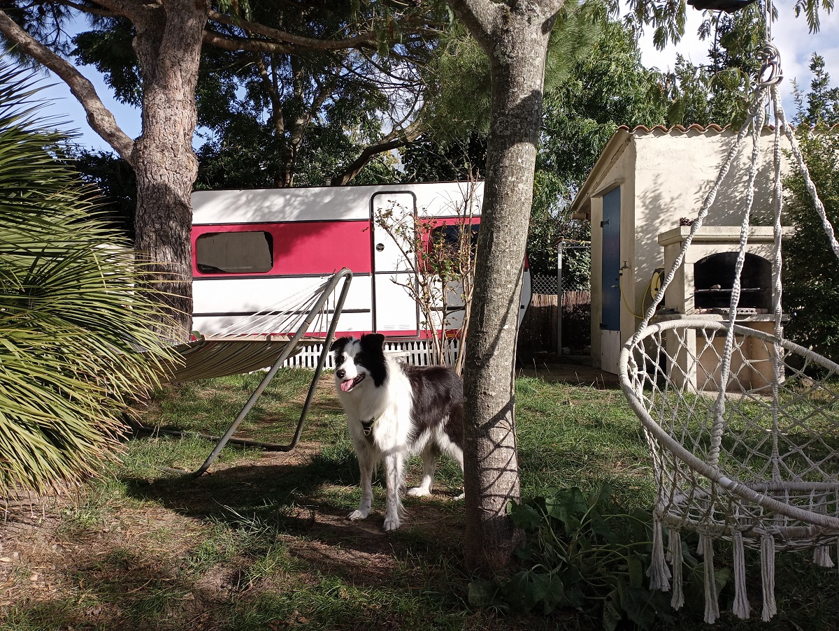 vacance avec chien île d'oléron