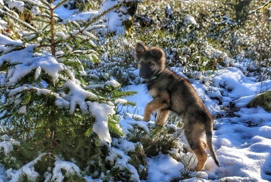 vacances d'hiver au ski avec un chien