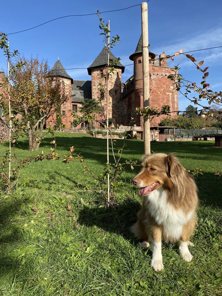 visite château avec chien collonges la rouge