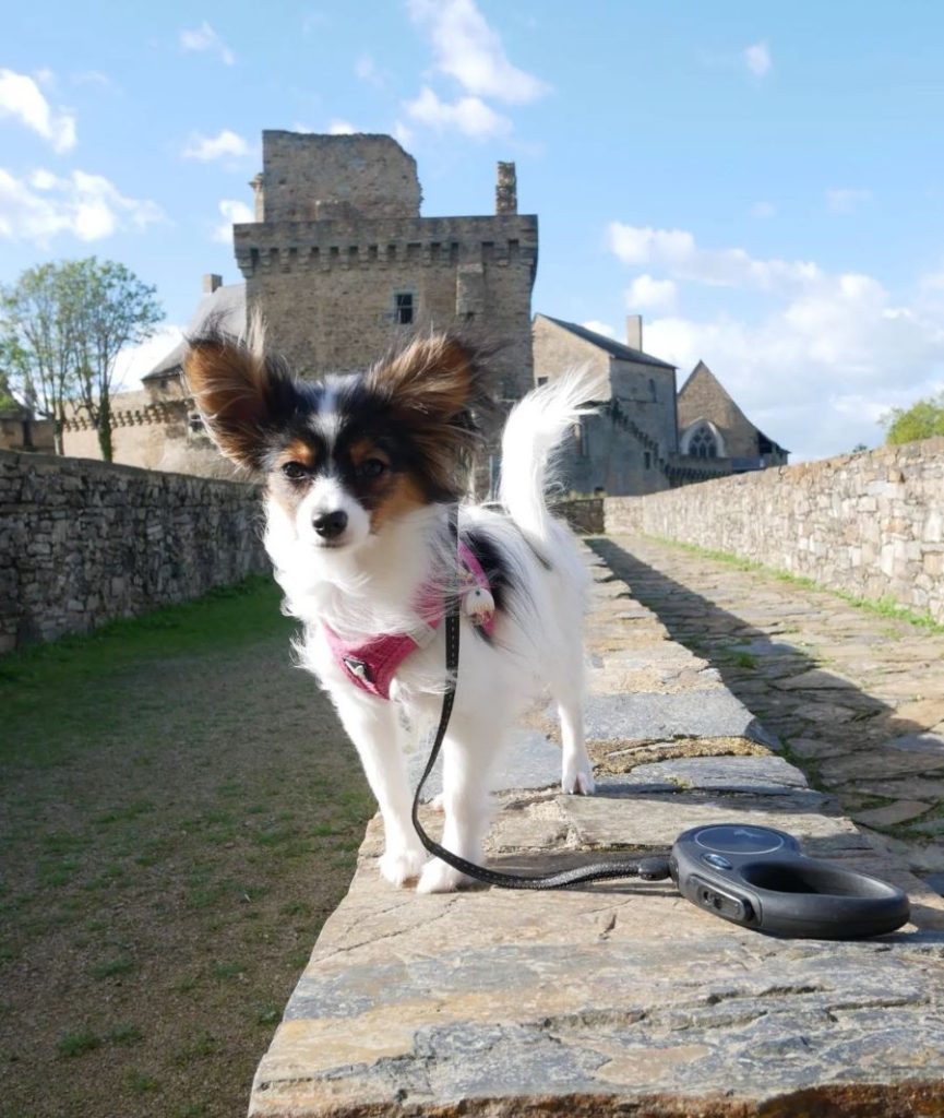 château de Châteaubriant chien accepté jardin