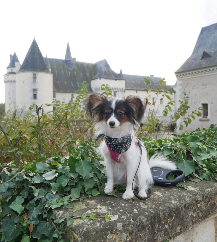 Château du Plessis-Bourré