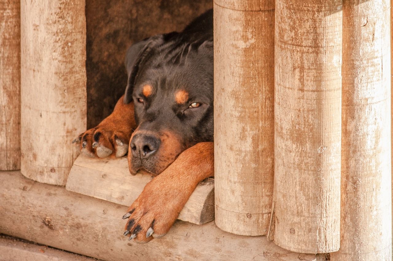 Pourquoi acheter une niche pour son chien ?