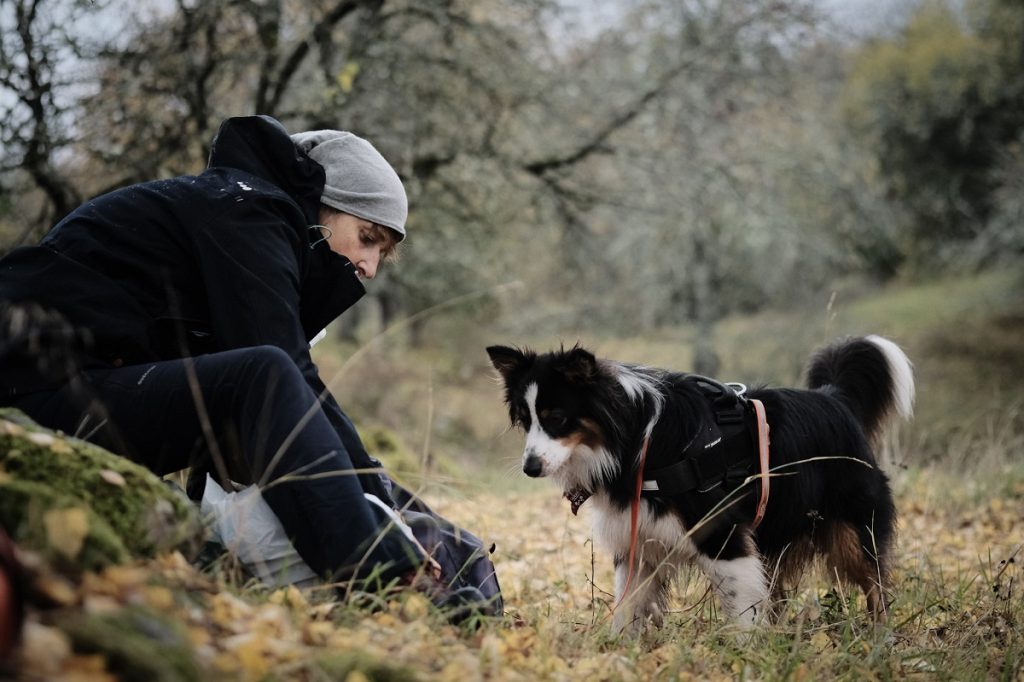 vacances en suède avec votre chien