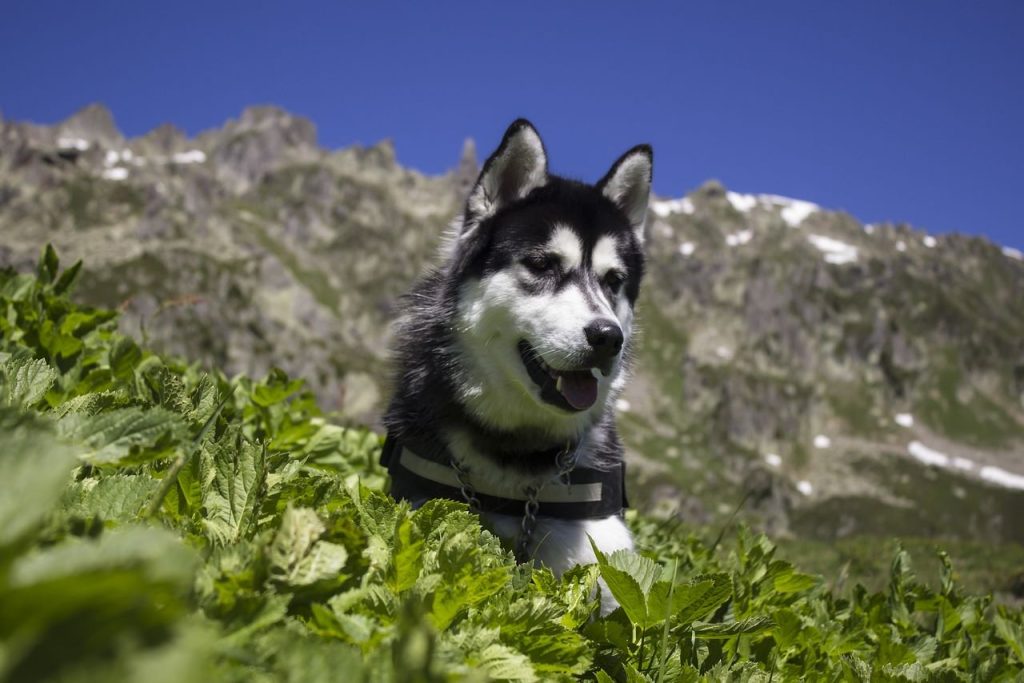 Comment choisir un village de vacances pour voyager avec son chien?