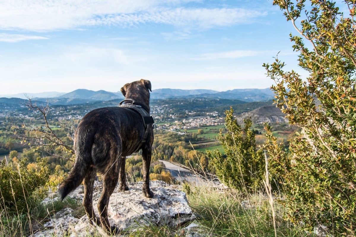 oppidum de jastres avec chien