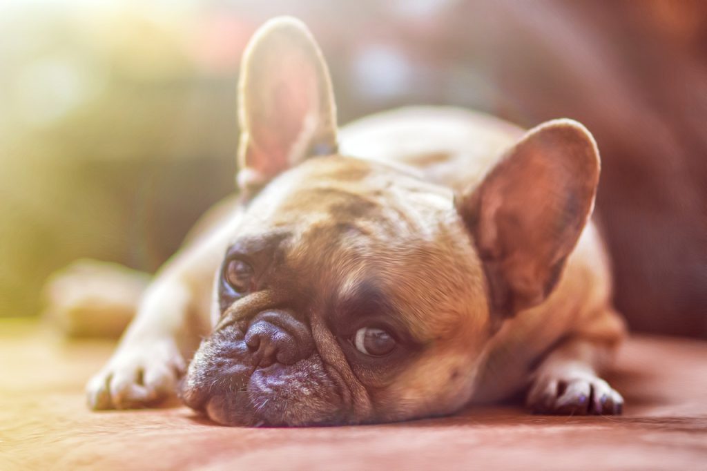 prendre l'avion avec son chien