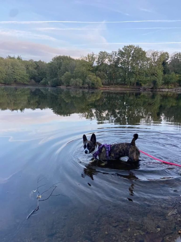 lac de savenay balade avec chien