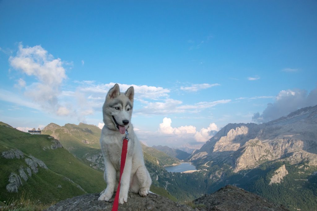 ou partir avec son chien au printemps