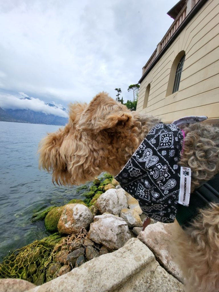 Lac de garde road trip avec un chien en italie