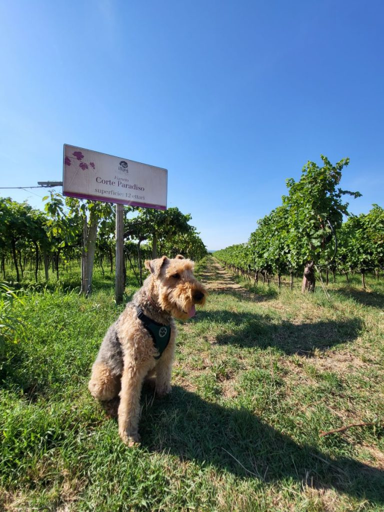 Vignobles Soave road trip avec un chien en italie