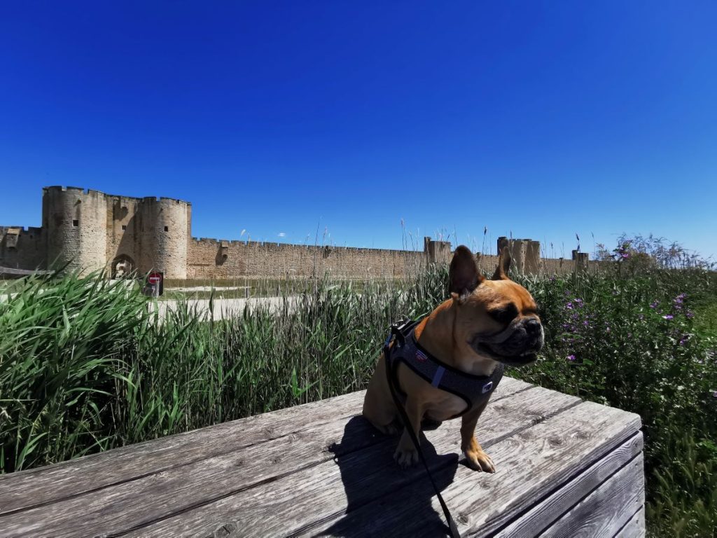 Gites en Occitanie : nos conseils pour trouver un hébergement dogfriendly