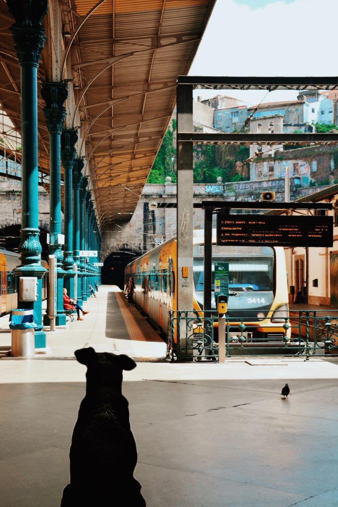 chien ter paris prendre les transports en commun avec son chien