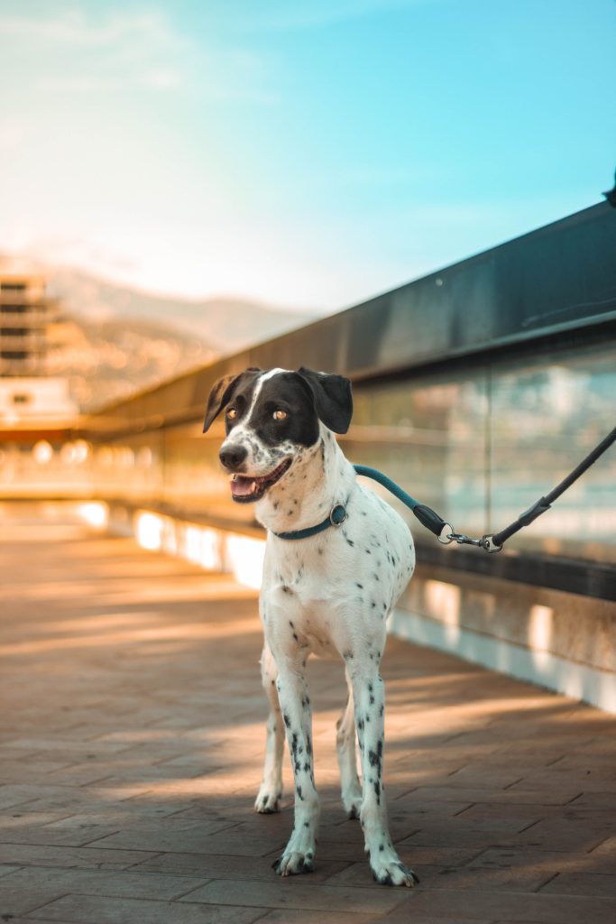 5 Conseils Pour Prendre les Transports En Commun Avec Son Chien