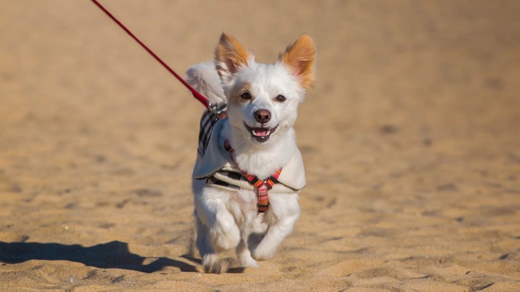 Que faire à Marignane avec un chien ? Nos bons plans