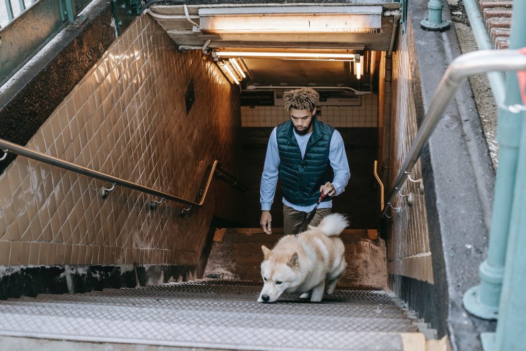 prendre les transports en commun avec un chien