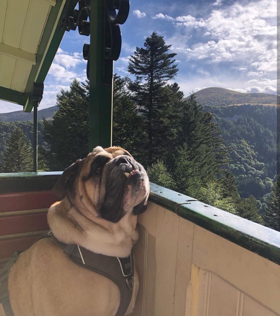 activité à faire avec un chien au sancy funiculaire du capucin