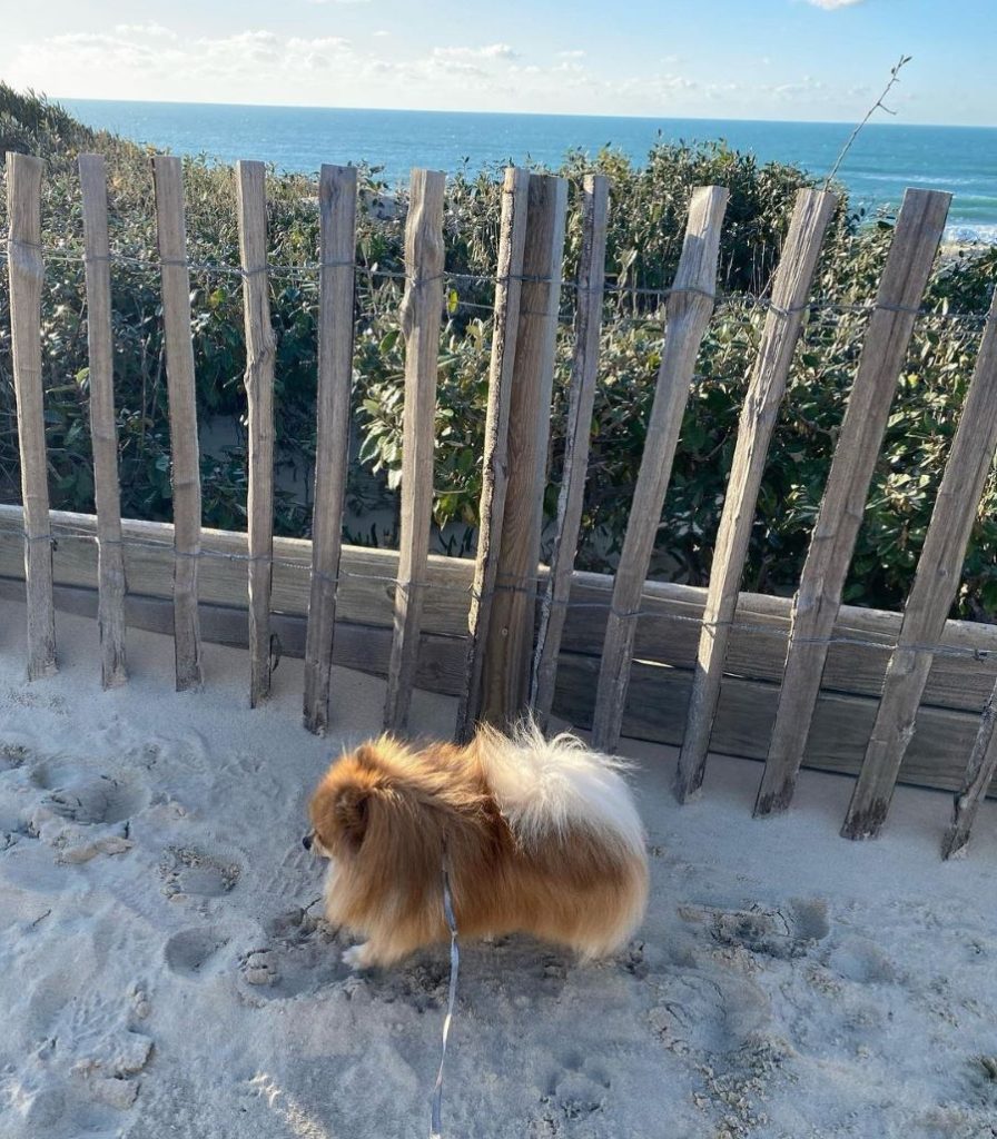 biscarosse avec chien activité balade plage