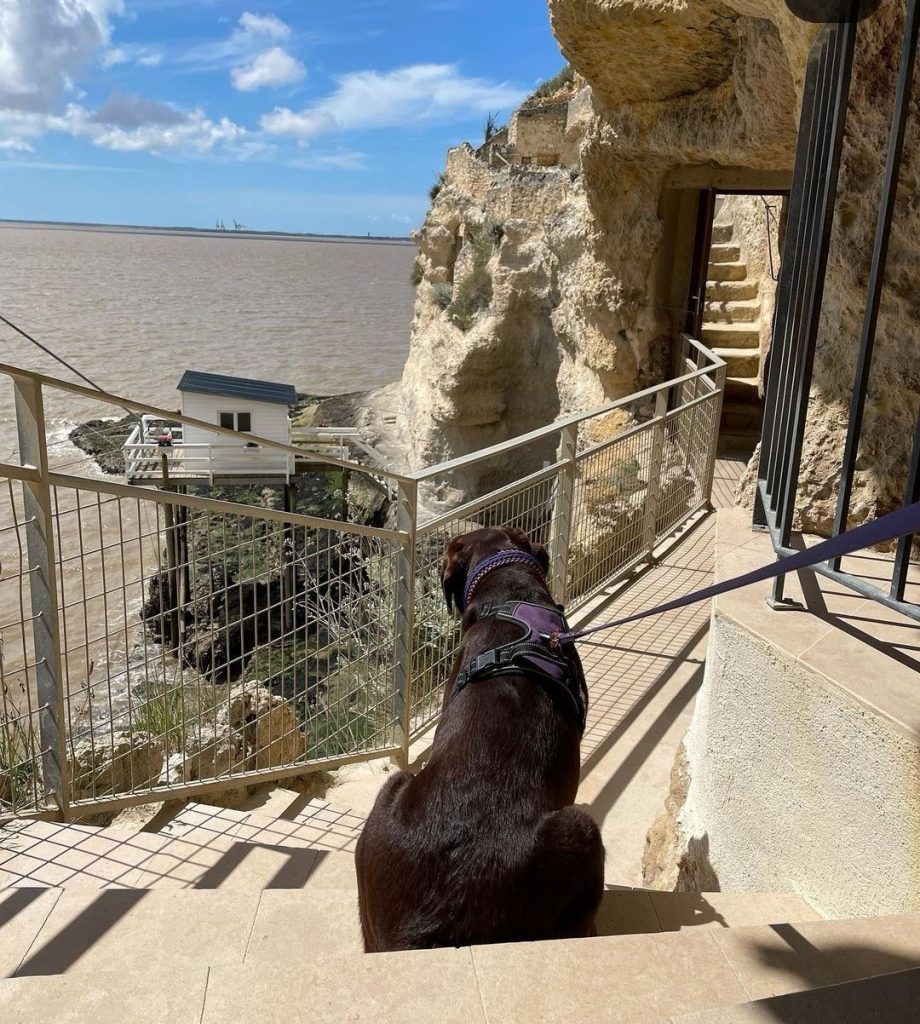 grotte du régulus chien autorisé vacance royan