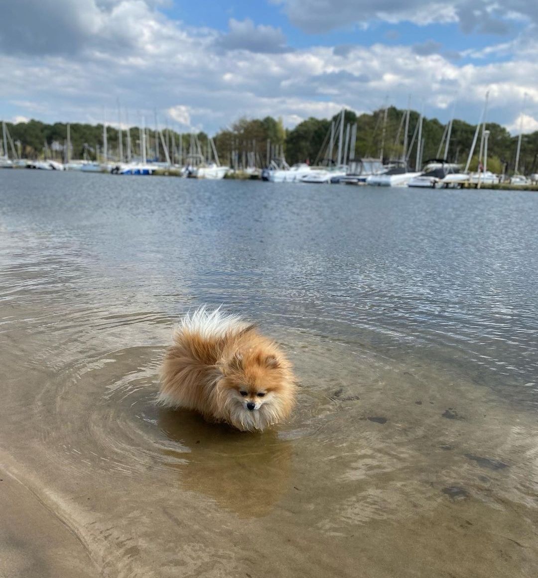 Passer un bon séjour à Biscarrosse avec votre chien