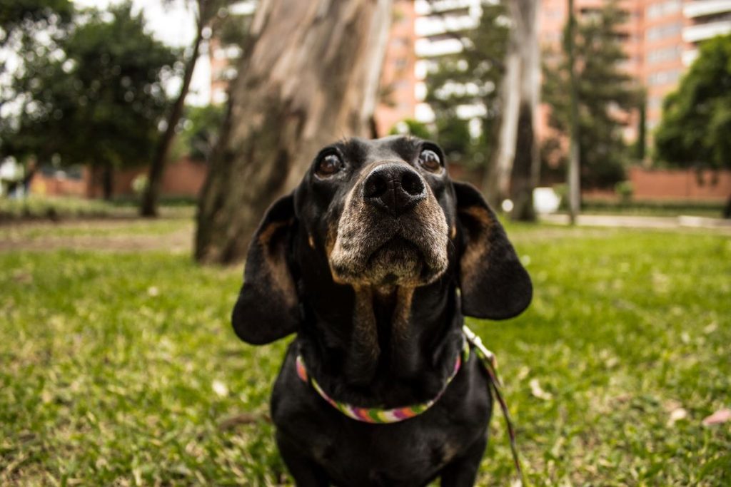 Quelles sont les villes dans lesquelles vous pouvez facilement vivre avec votre chien ?