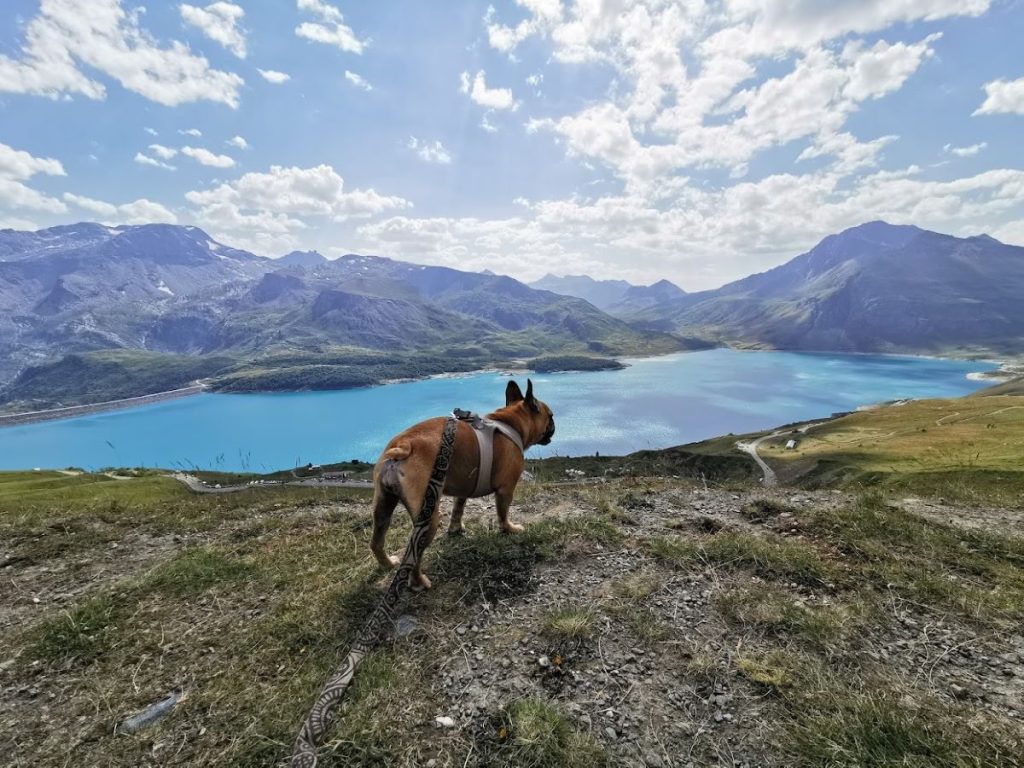 Comment passer des vacances pas chères avec mon chien ?