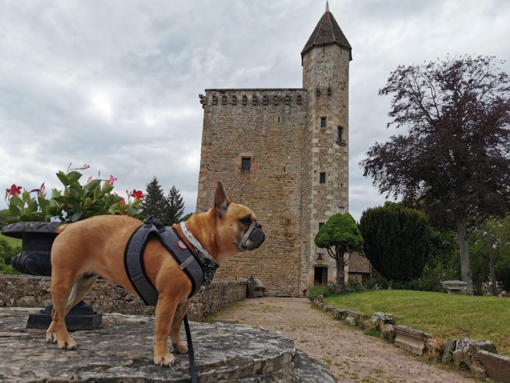 château de couches chien accepté