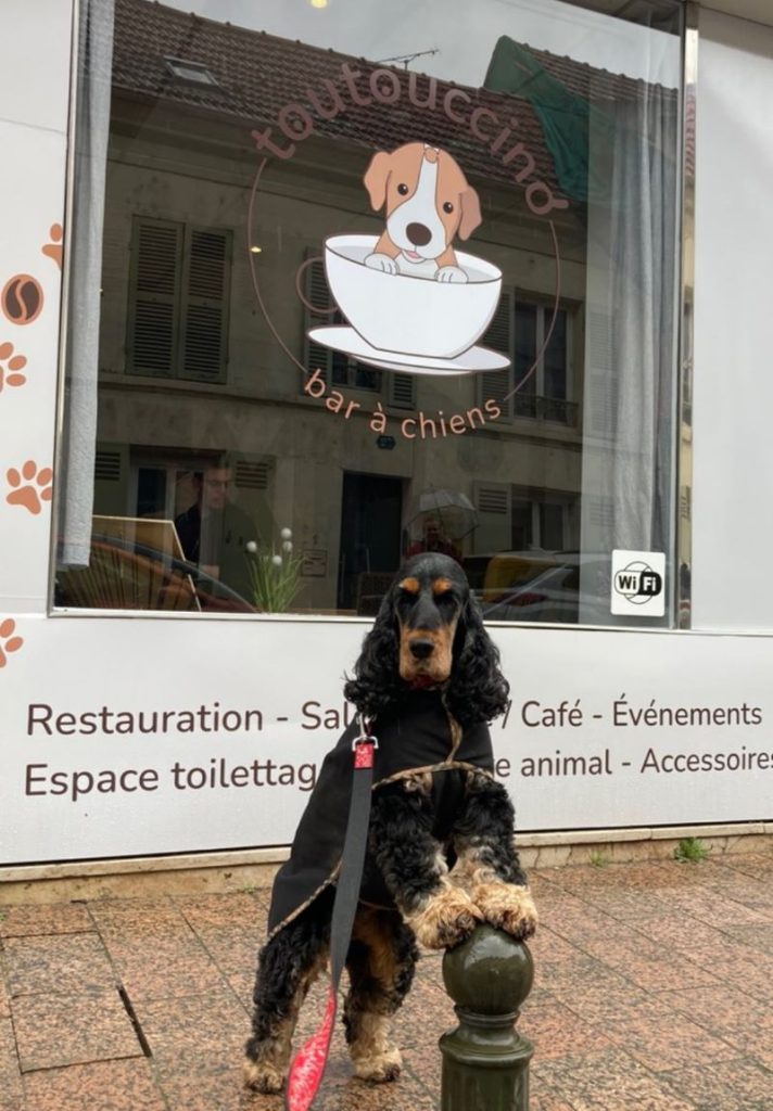 toutouccino restaurant qui accepte les chiens meaux