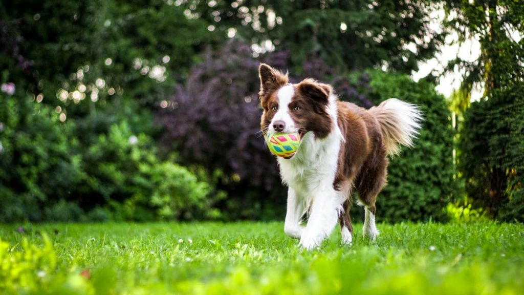 vacances pas chères avec mon chien