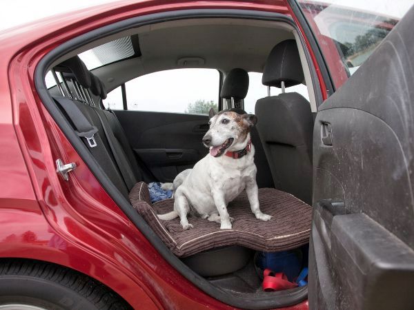 Aider le chien à mieux appréhender un voyage en voiture