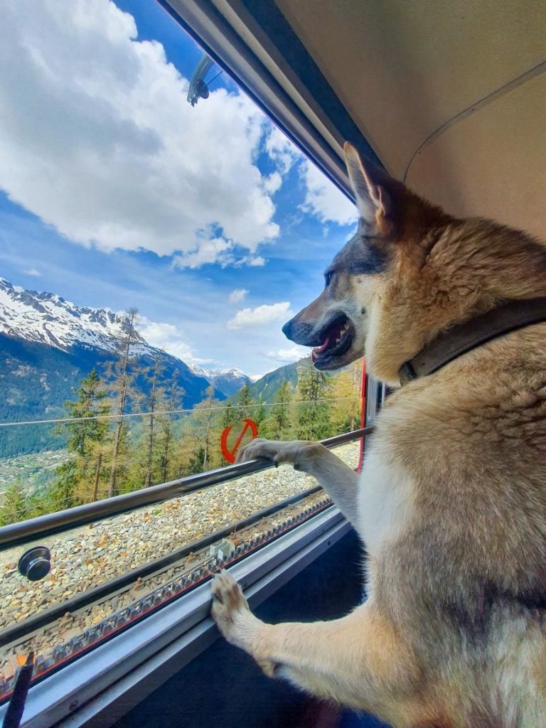 Le top 10 des sites touristiques à visiter avec votre chien