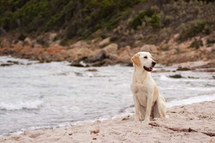 Les dangers de la plage pour les chiens et comment les éviter