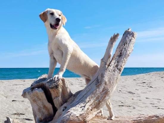 Les dangers de la plage pour les chiens