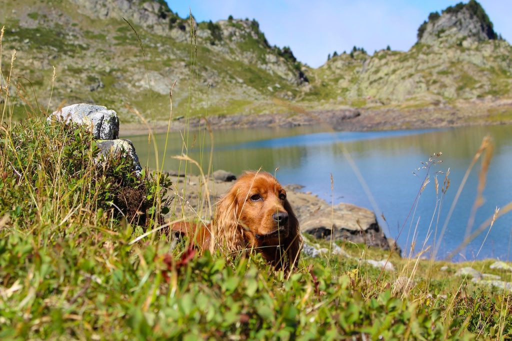 Côte d'Azur avec un chien