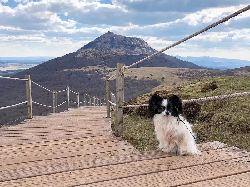 vacances avec chien dans le puy-de-dôme