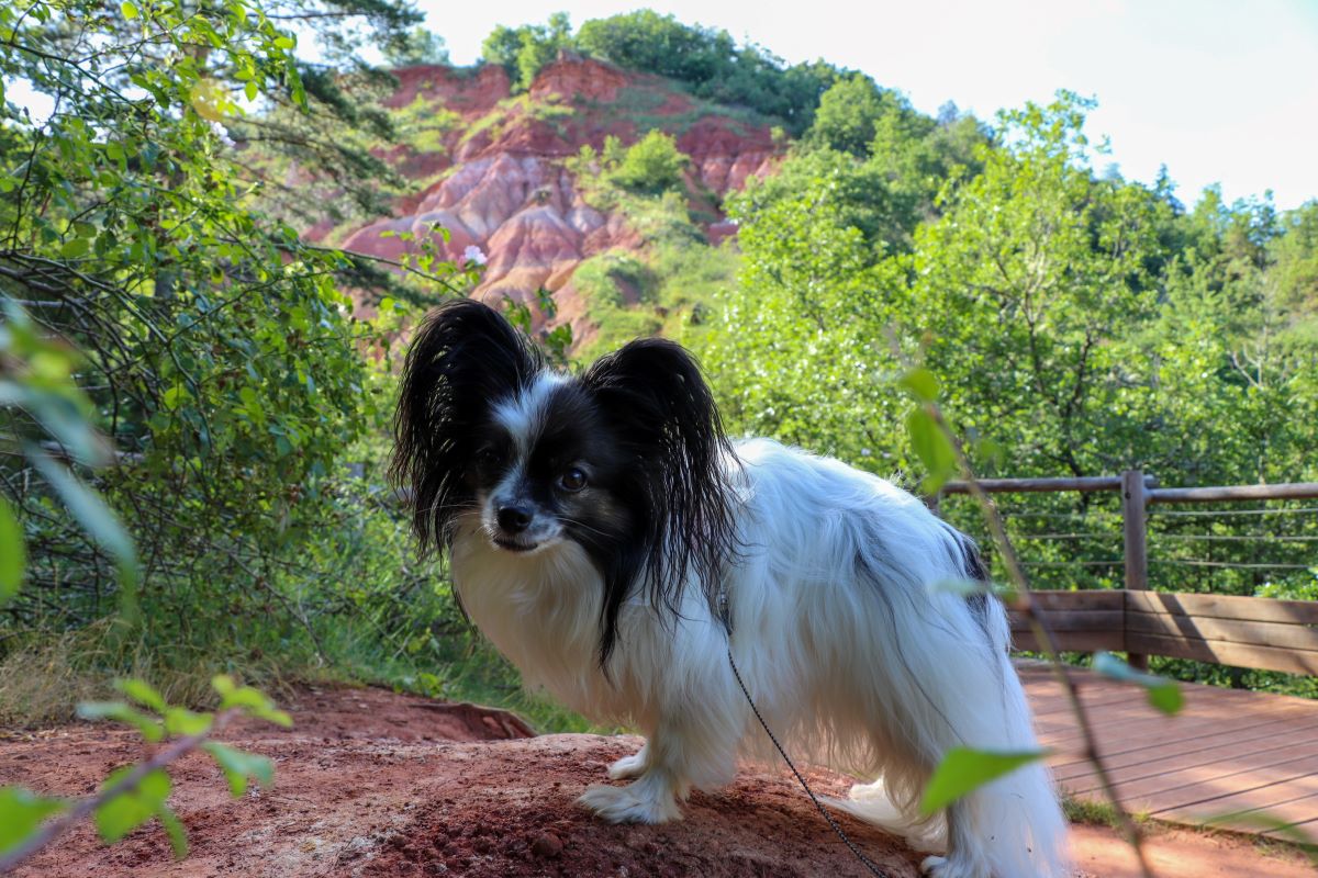 Le Pays d’Issoire : Une destination touristique adaptée aux chiens