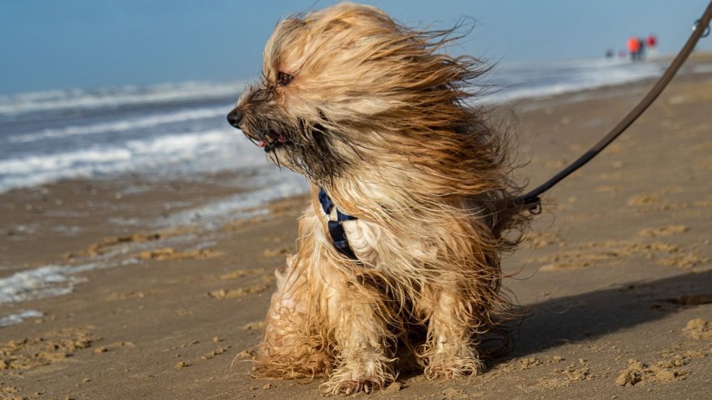 Plages autorisées aux chiens dans la Manche