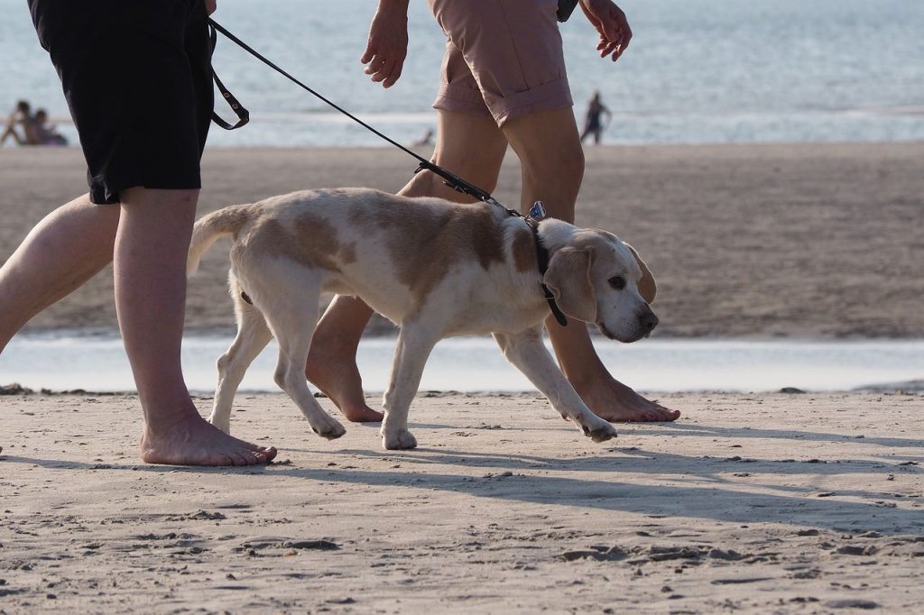 plages autorisées aux chiens dans le Calvados