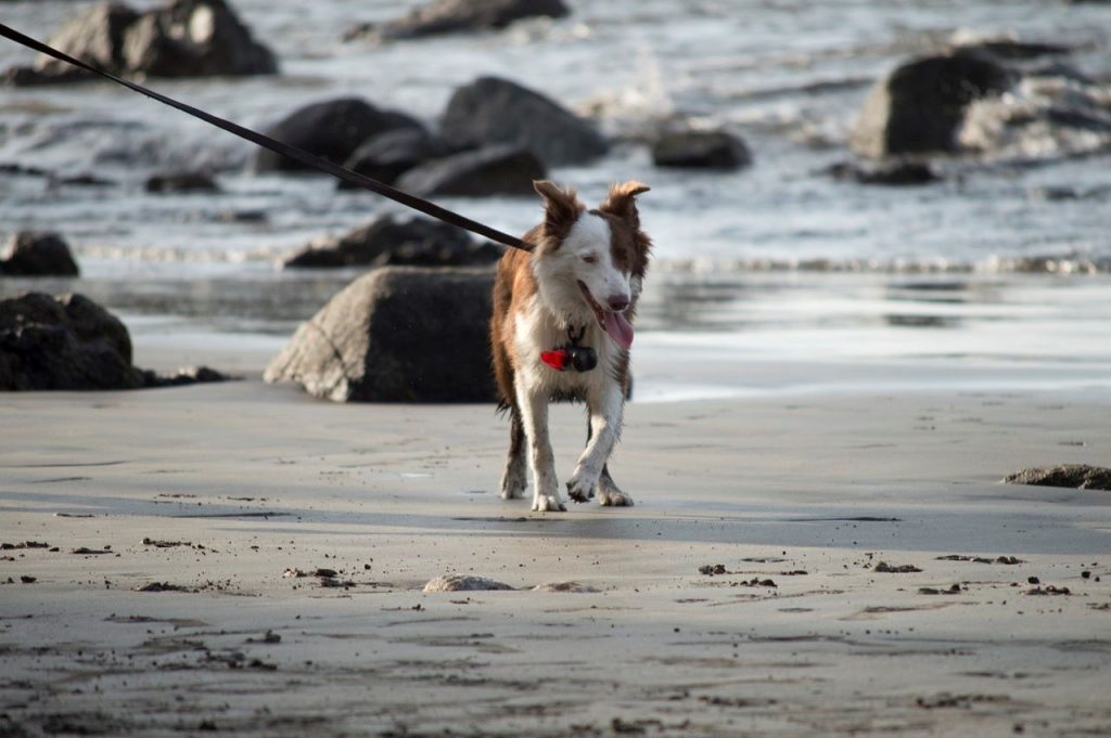 Les plages autorisées aux chiens en Seine-Maritime