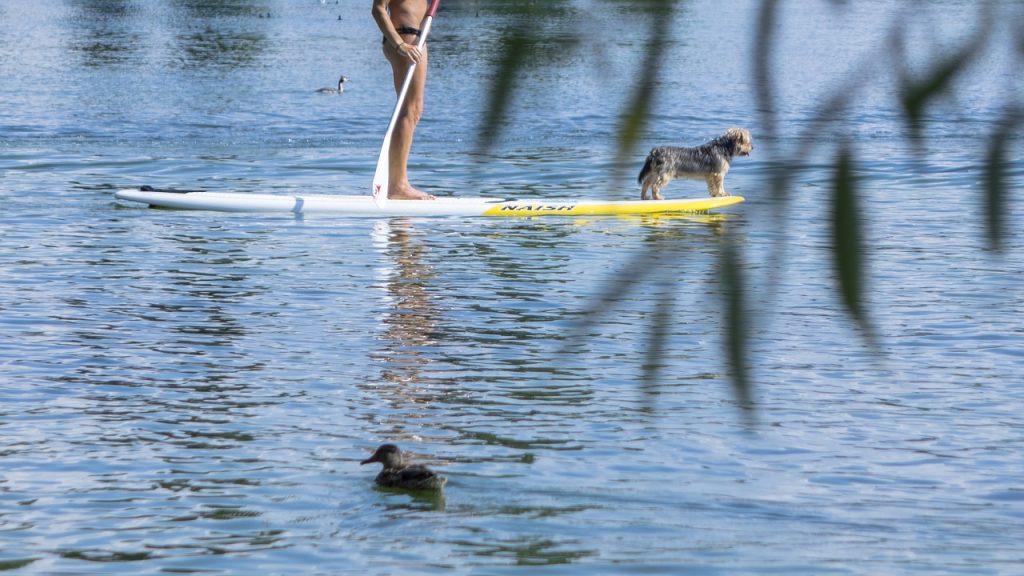 Côte d'Azur avec un chien 